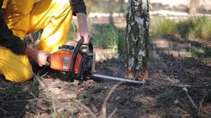 Reliable Stockton, CA Tree Removal and Landscaping Services Solutions